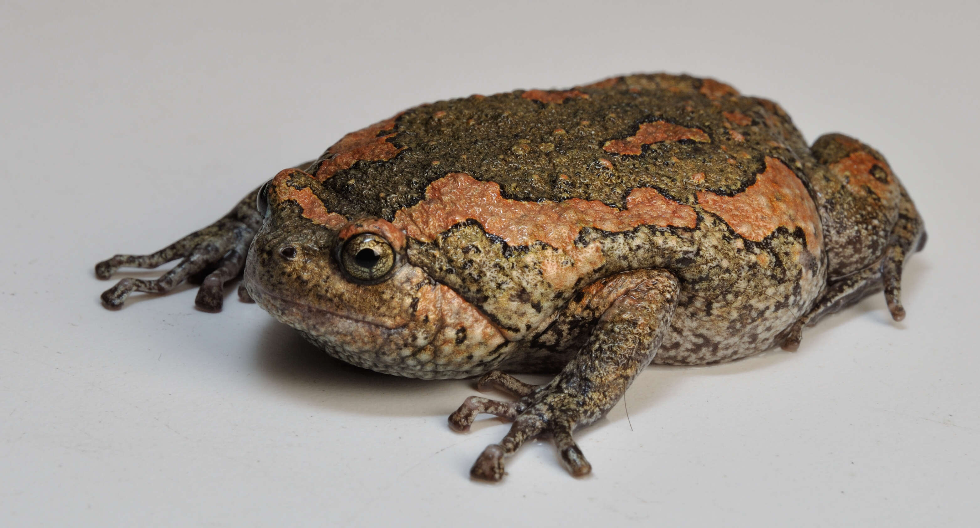 Image of Sri Lankan Bullfrog