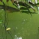 Image of Asian Arowana