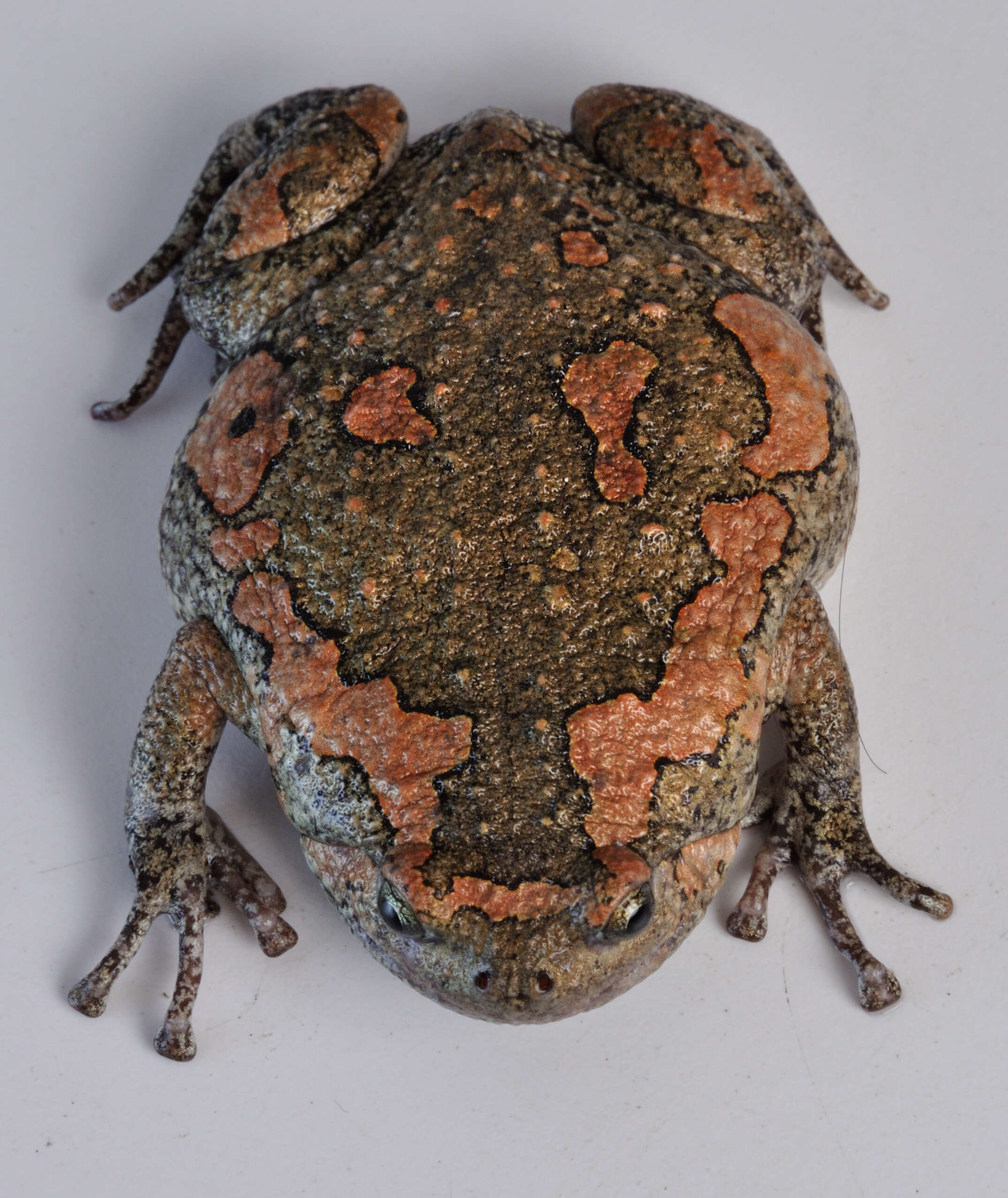 Image of Sri Lankan Bullfrog