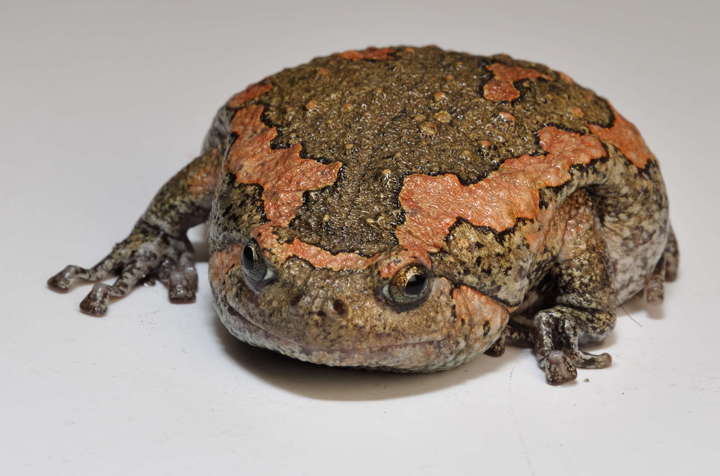 Image of Sri Lankan Bullfrog