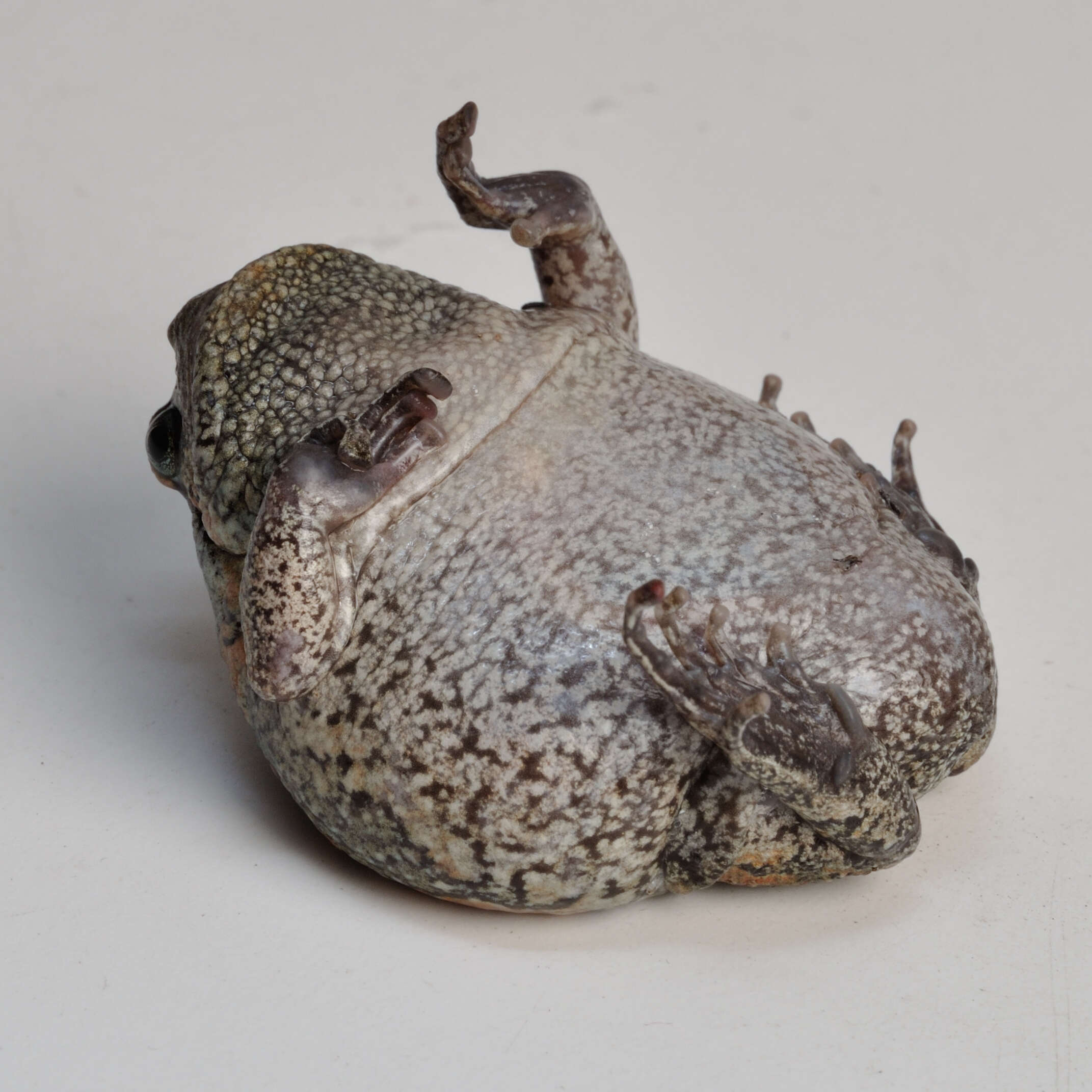 Image of Sri Lankan Bullfrog