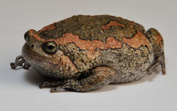 Image of Sri Lankan Bullfrog