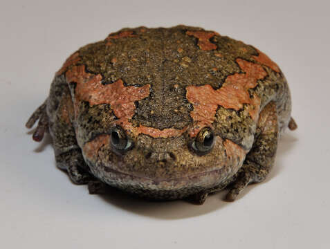 Image of Sri Lankan Bullfrog