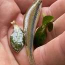 Слика од Fundulus olivaceus (Storer 1845)