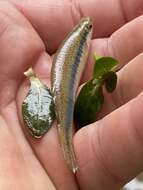 Image of Blackspotted Topminnow