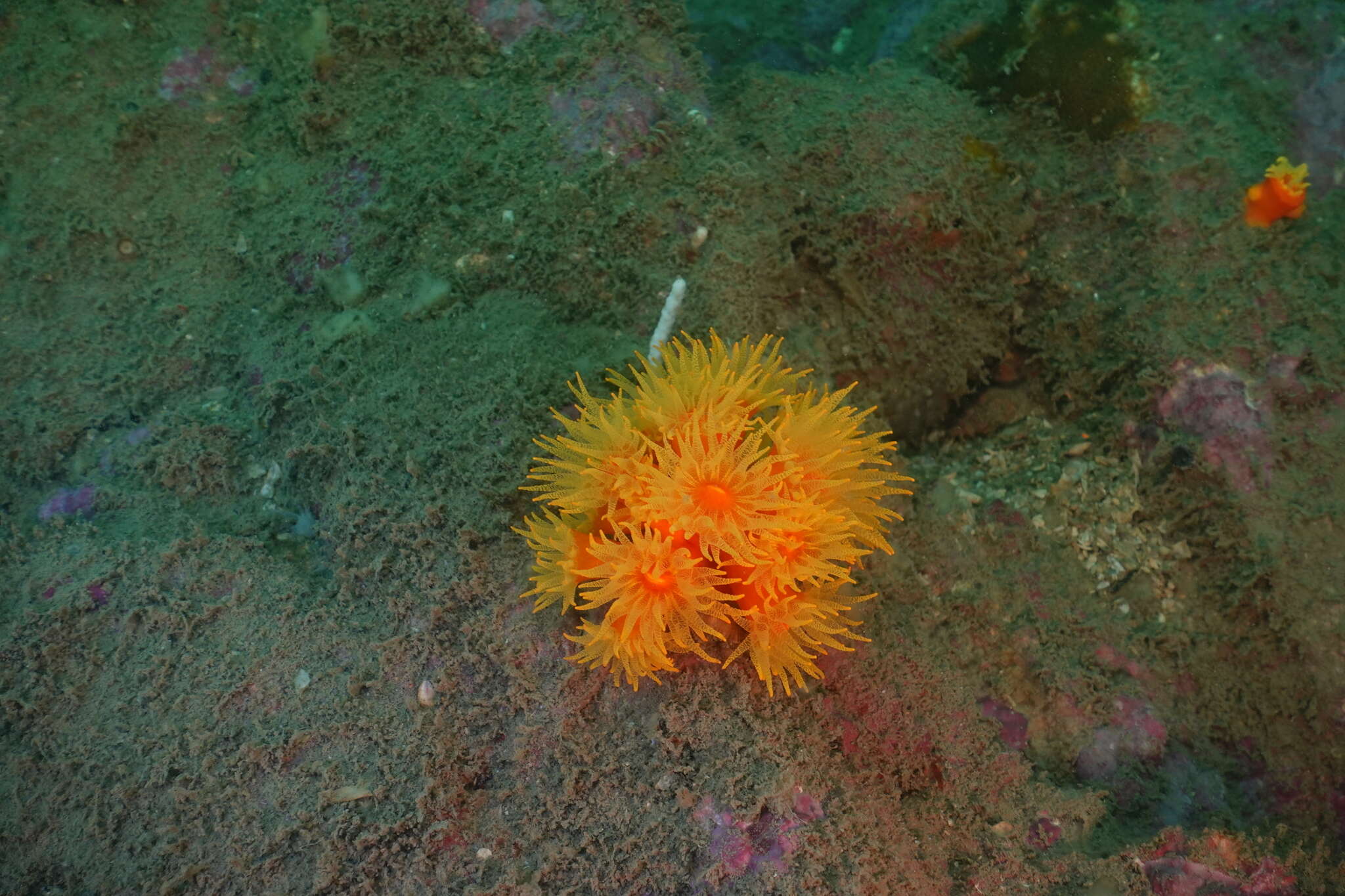 Imagem de Dendrophyllia arbuscula van der Horst 1922