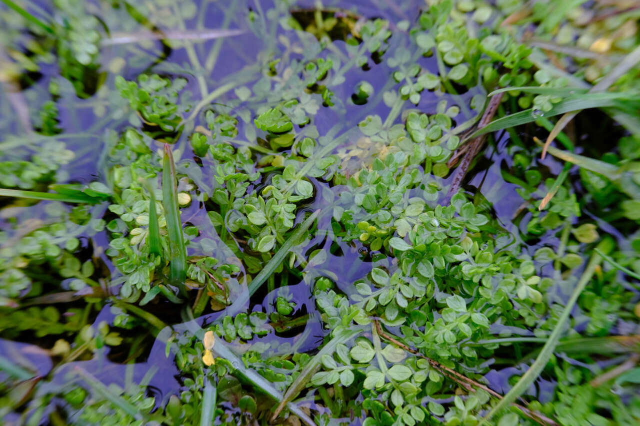 Image of Macoun's meadowfoam