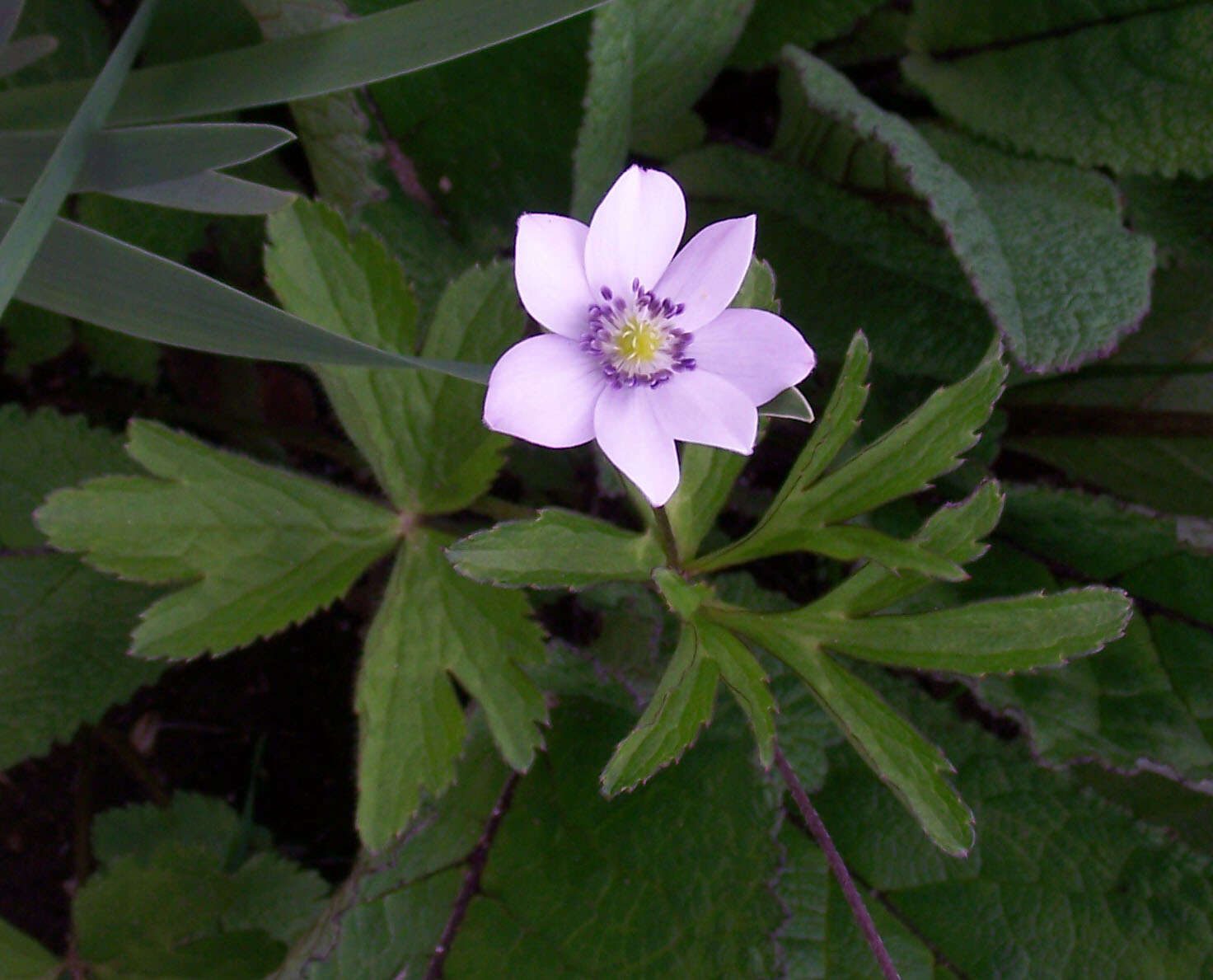 Image de <i>Anemone rivularis</i>