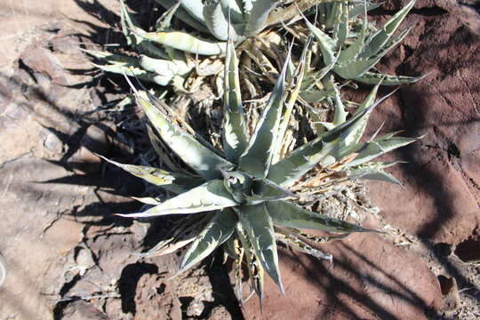 Agave cerulata Trel. resmi