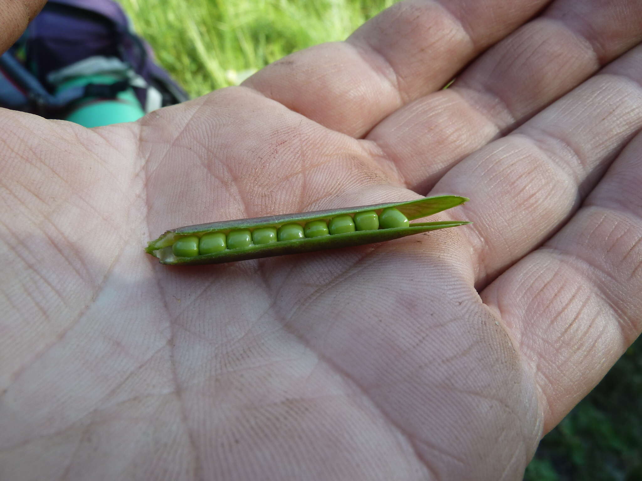 Image of Lathyrus pisiformis L.