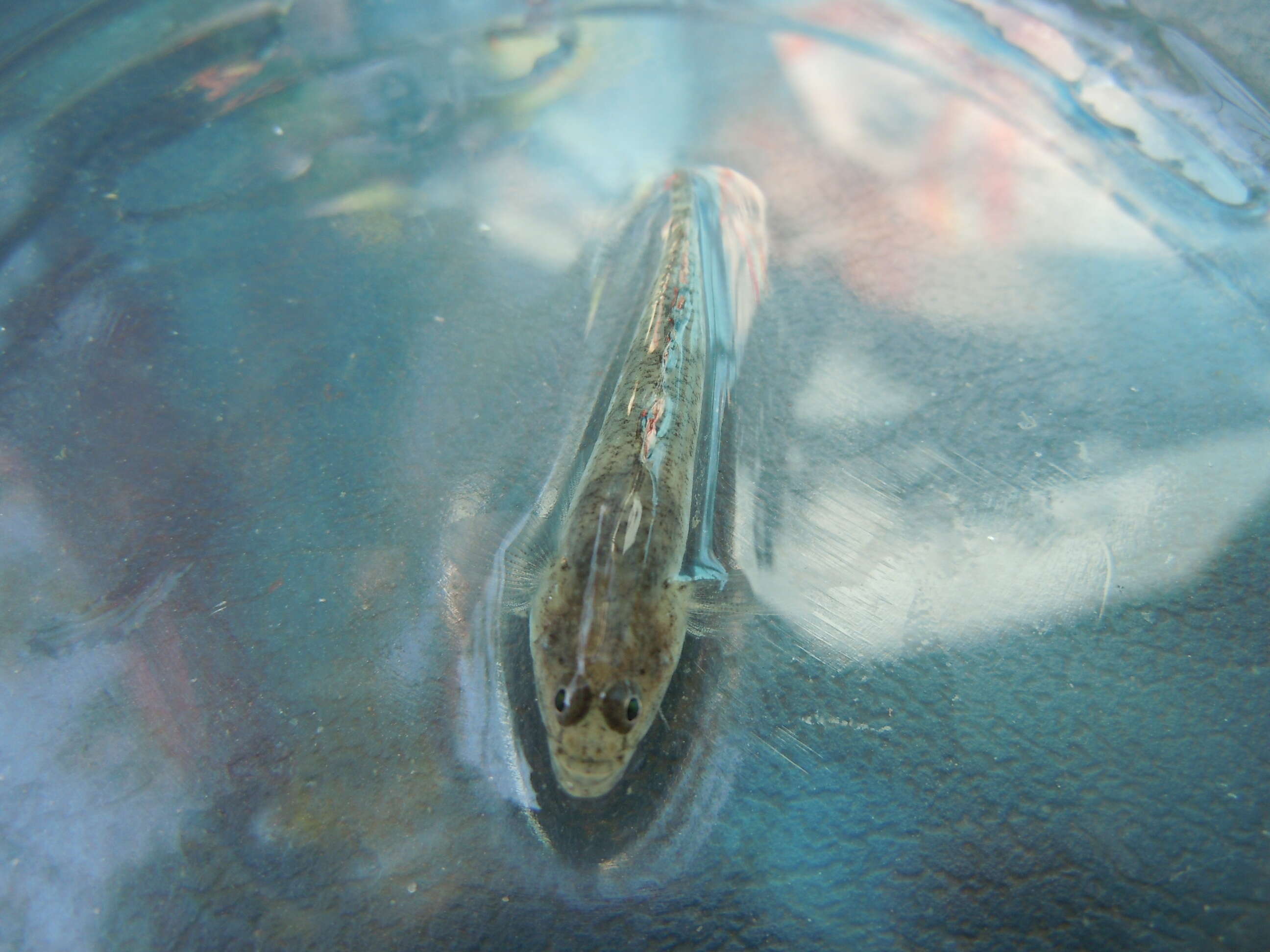Image of Longtail dwarf goby