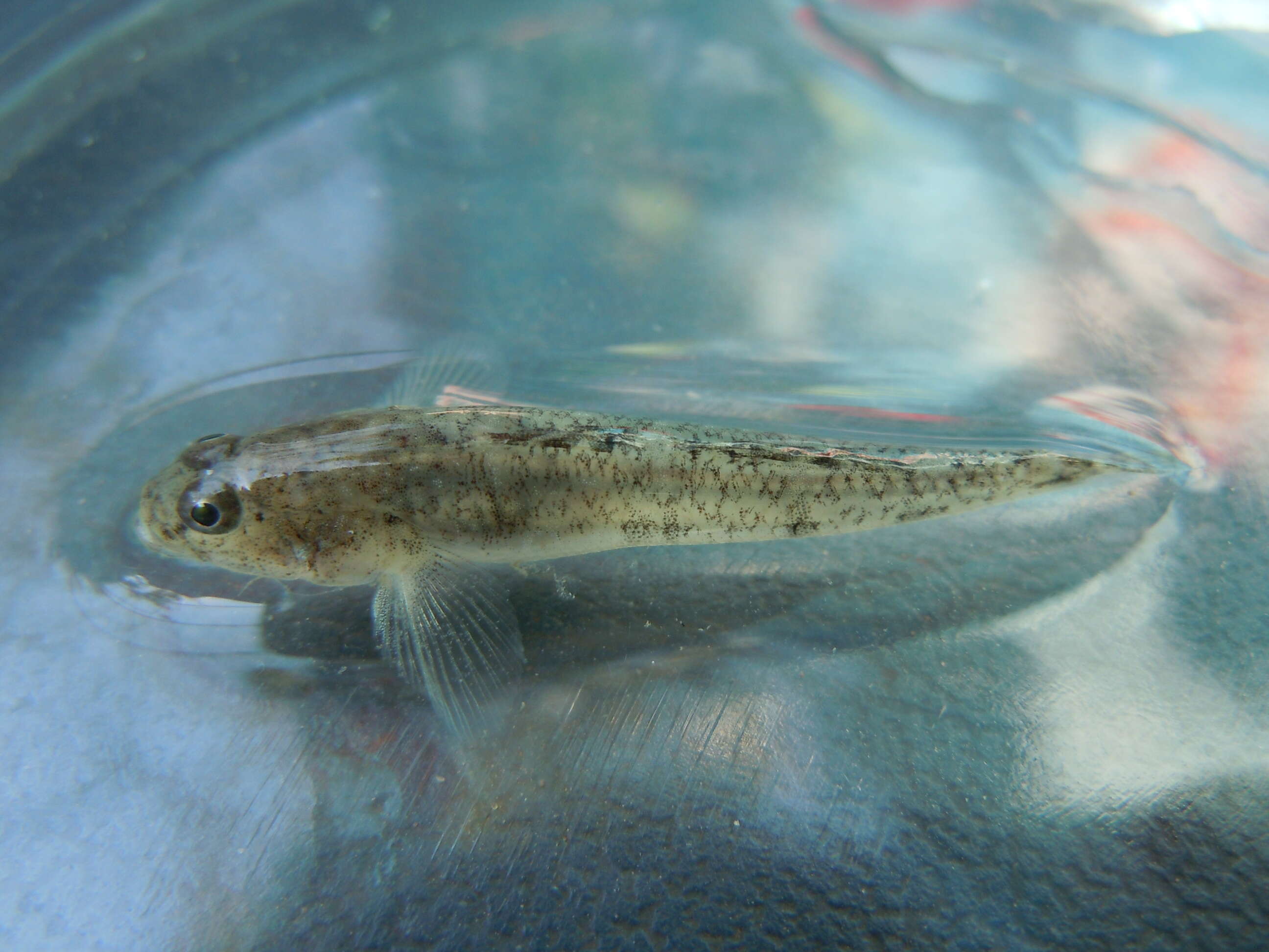 Image of Longtail dwarf goby