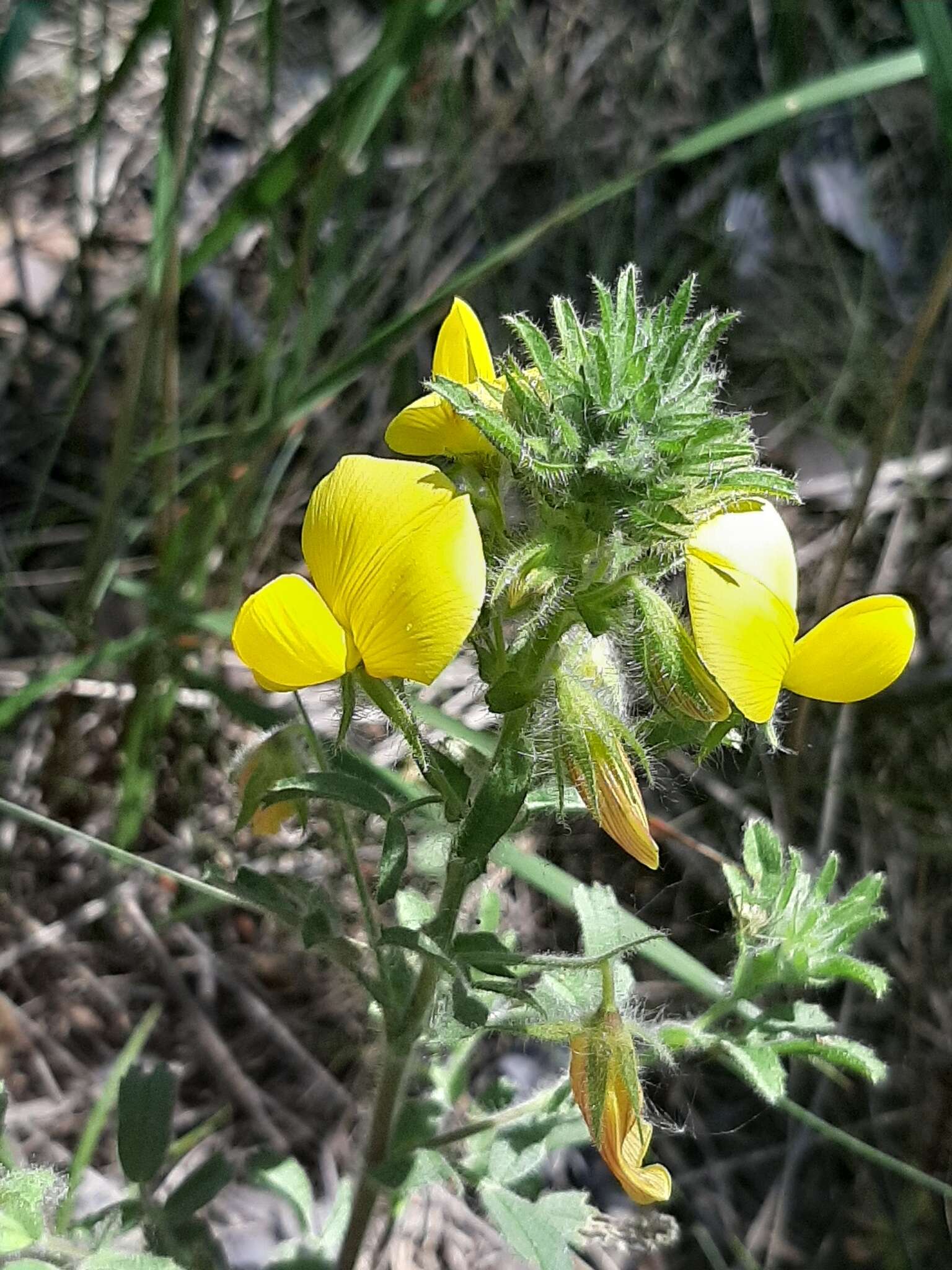 Image of Yellow Restharrow