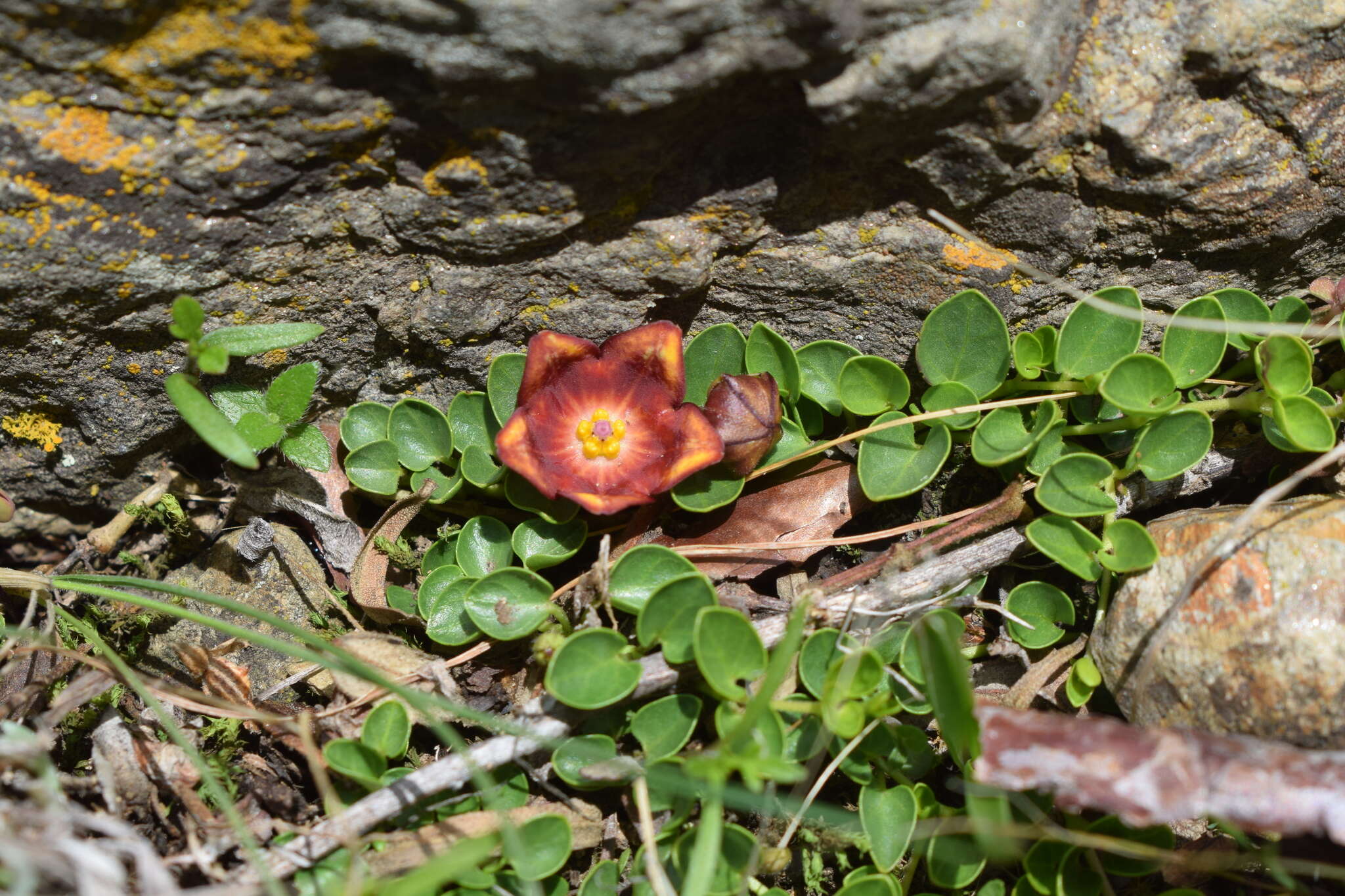 Philibertia lysimachioides (Wedd.) T. Meyer resmi