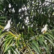 Image of Pied Imperial Pigeon