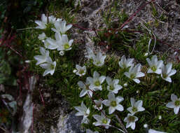 Слика од Eremogone bryophylla (Fernald) Sadeghian & Zarre