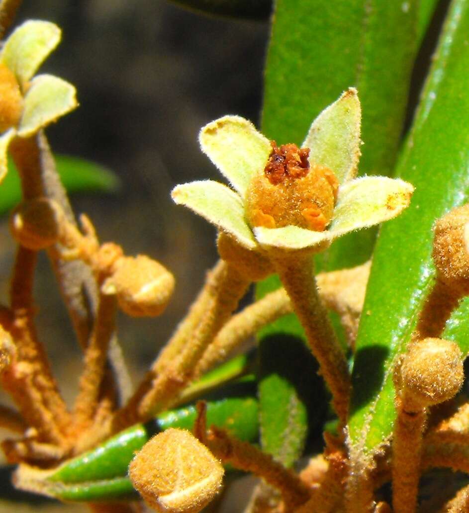 Image de Ricinocarpos ledifolius F. Muell.