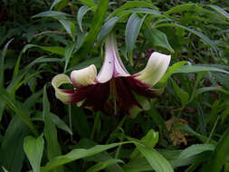 Image of Lilium nepalense D. Don