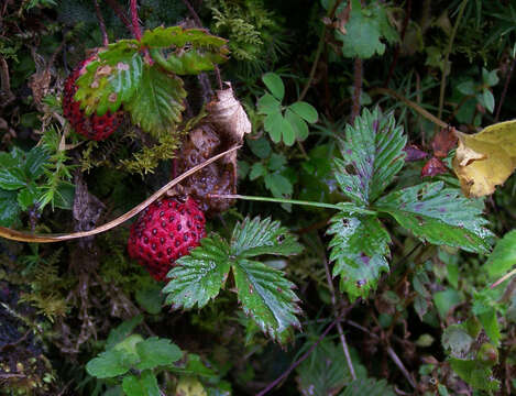 Image of Fragaria nubicola Lindl.