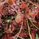 Image of Drosera oblanceolata Y. Z. Ruan