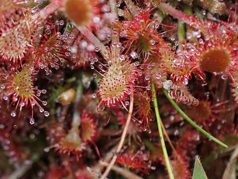 Image of Drosera oblanceolata Y. Z. Ruan