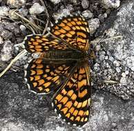 Plancia ëd <i>Melitaea deione</i>