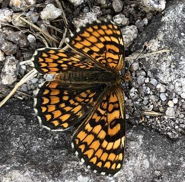 Image of <i>Melitaea deione</i>