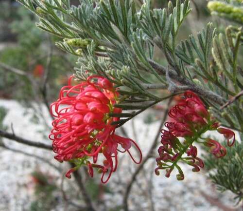 Image of Silky-oak