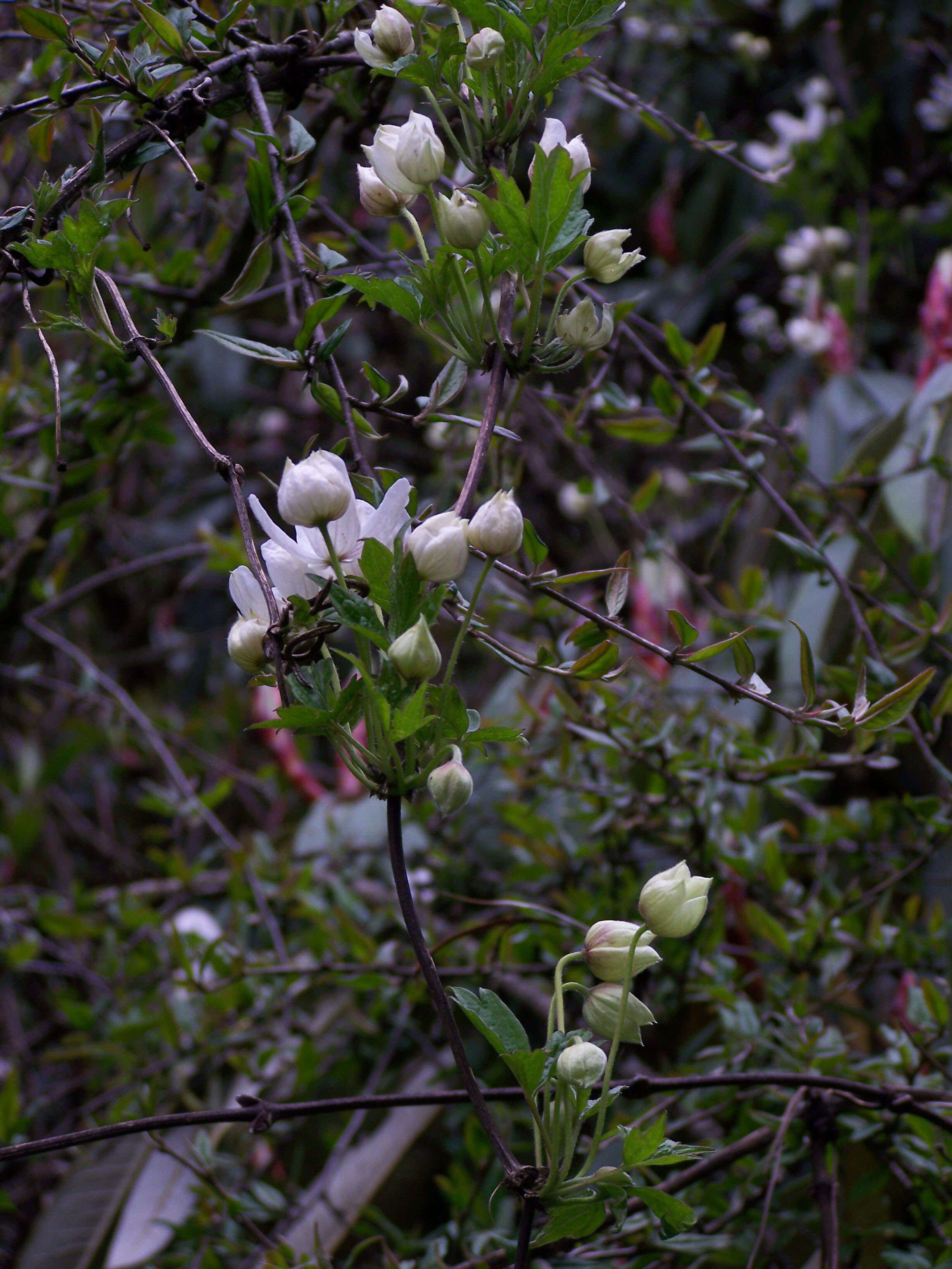 Image of Himalayan Clematis