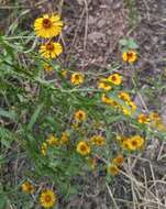 Image of pretty sneezeweed