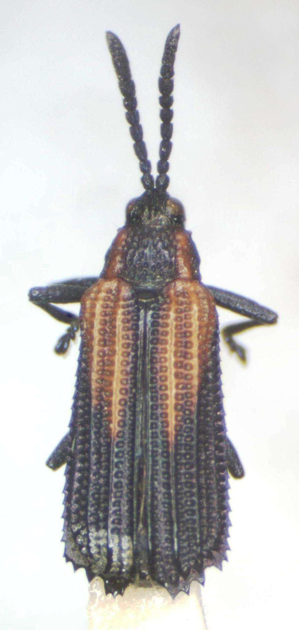 Image of Pentispa fairmairei (Chapuis 1877)