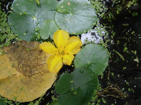 Image of yellow floatingheart