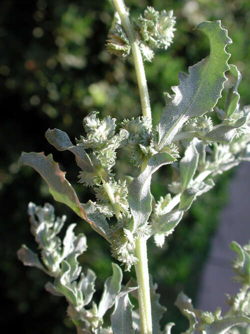 Image of wheelscale saltbush