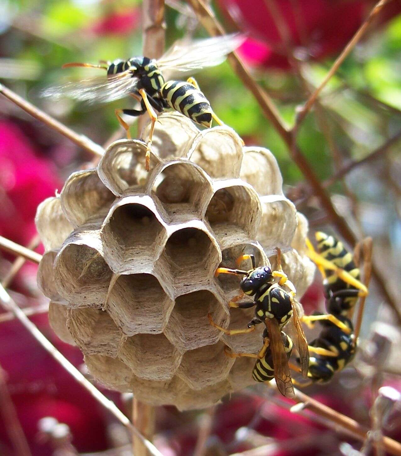 Imagem de Polistes dominula (Christ 1791)