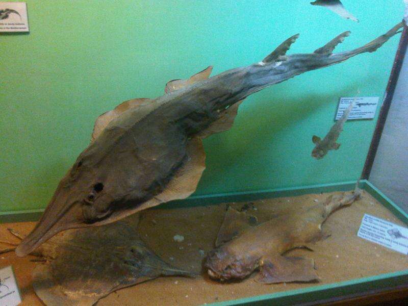 Image of Common Guitarfish