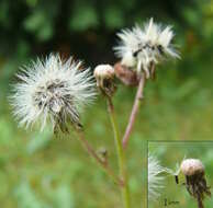 Imagem de Pilosella aurantiaca (L.) Sch. Bip., F. W. Schultz & Sch. Bip.