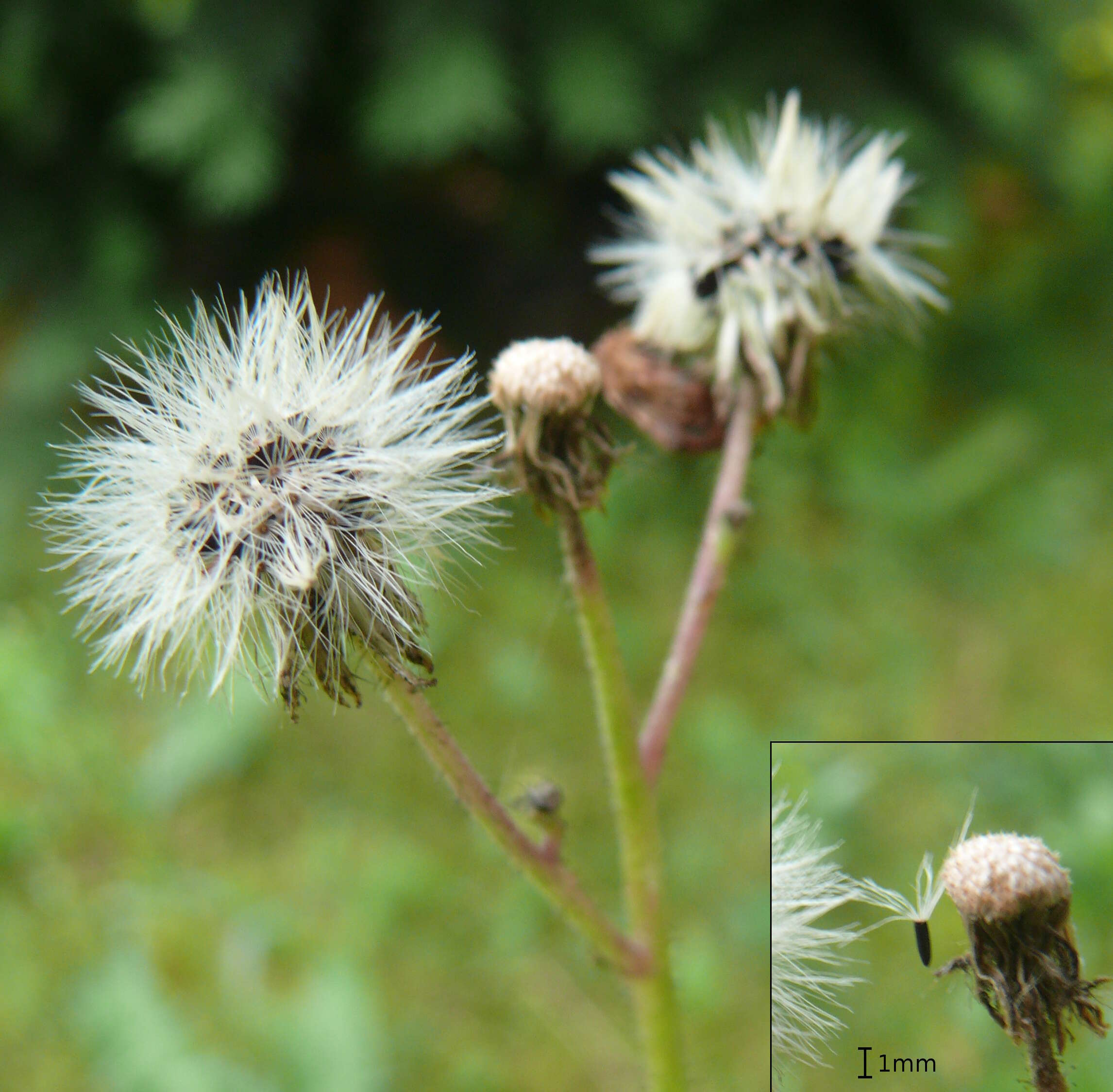 Imagem de Pilosella aurantiaca (L.) Sch. Bip., F. W. Schultz & Sch. Bip.