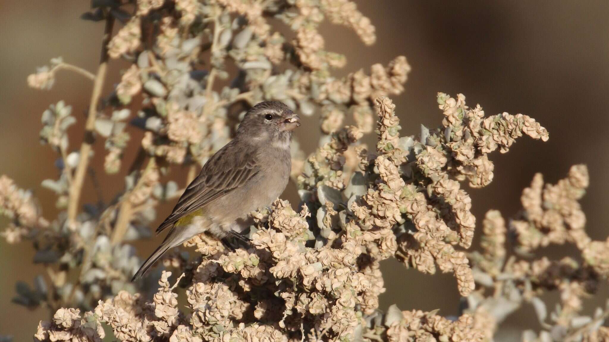 Image of White-throated Canary