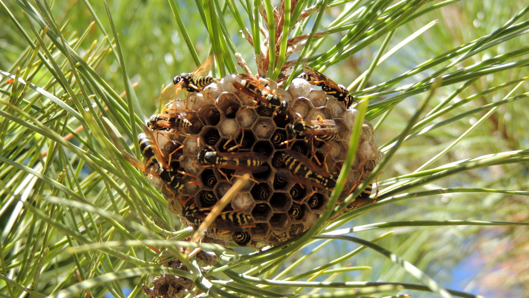 Image of Paper wasp