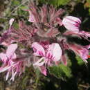 Image of Heart-leaved pelagonium