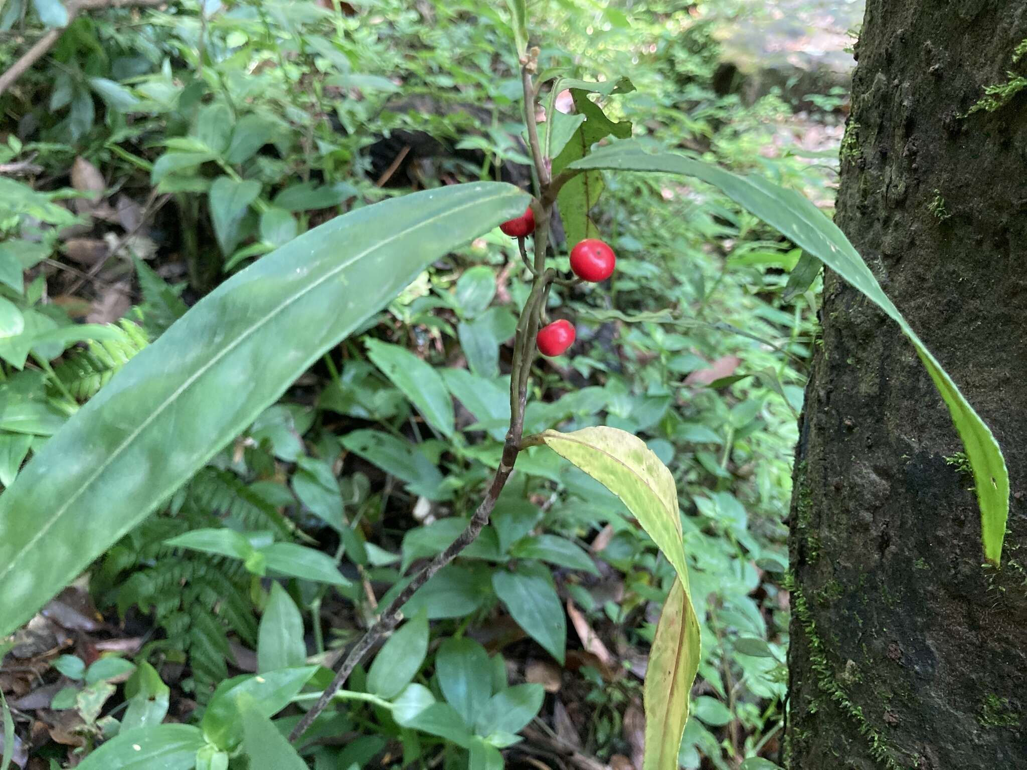 Imagem de Ardisia crispa (Thunb.) A. DC.