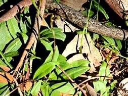 Image of Broad-Lip bird orchid