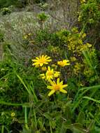 Image of Senecio glabratus Hook. & Arn.