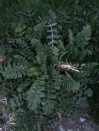 Image of Raphanus raphanistrum subsp. landra (Moretti ex DC.) Bonnier & Layens