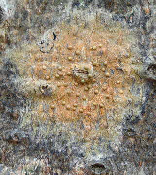 Image of wart lichen