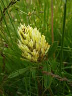 Image of sulphur clover