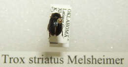 Image of Trox striatus Melsheimer 1845