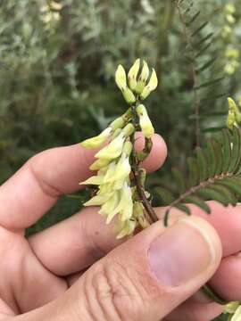 Image of Santa Barbara milkvetch