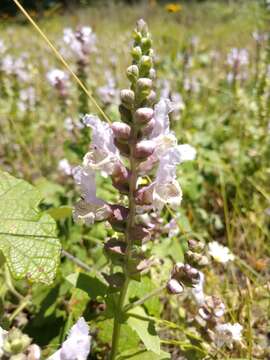 Image of rattlesnake flower