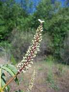 Imagem de Aesculus californica (Spach) Nutt.